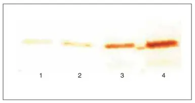 Anti-Cardiac Troponin I antibody [16A11] used in Western Blot (WB). GTX10226